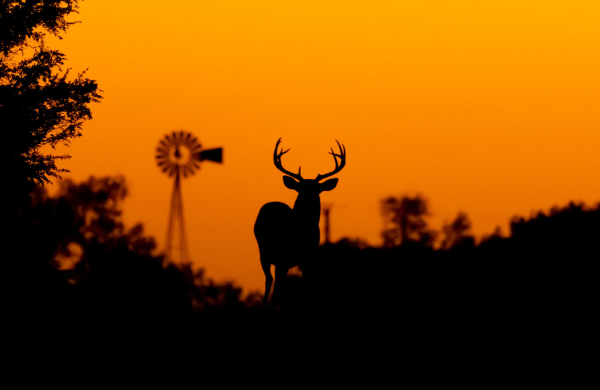 whitetail deer on Kansas hunting land for sale