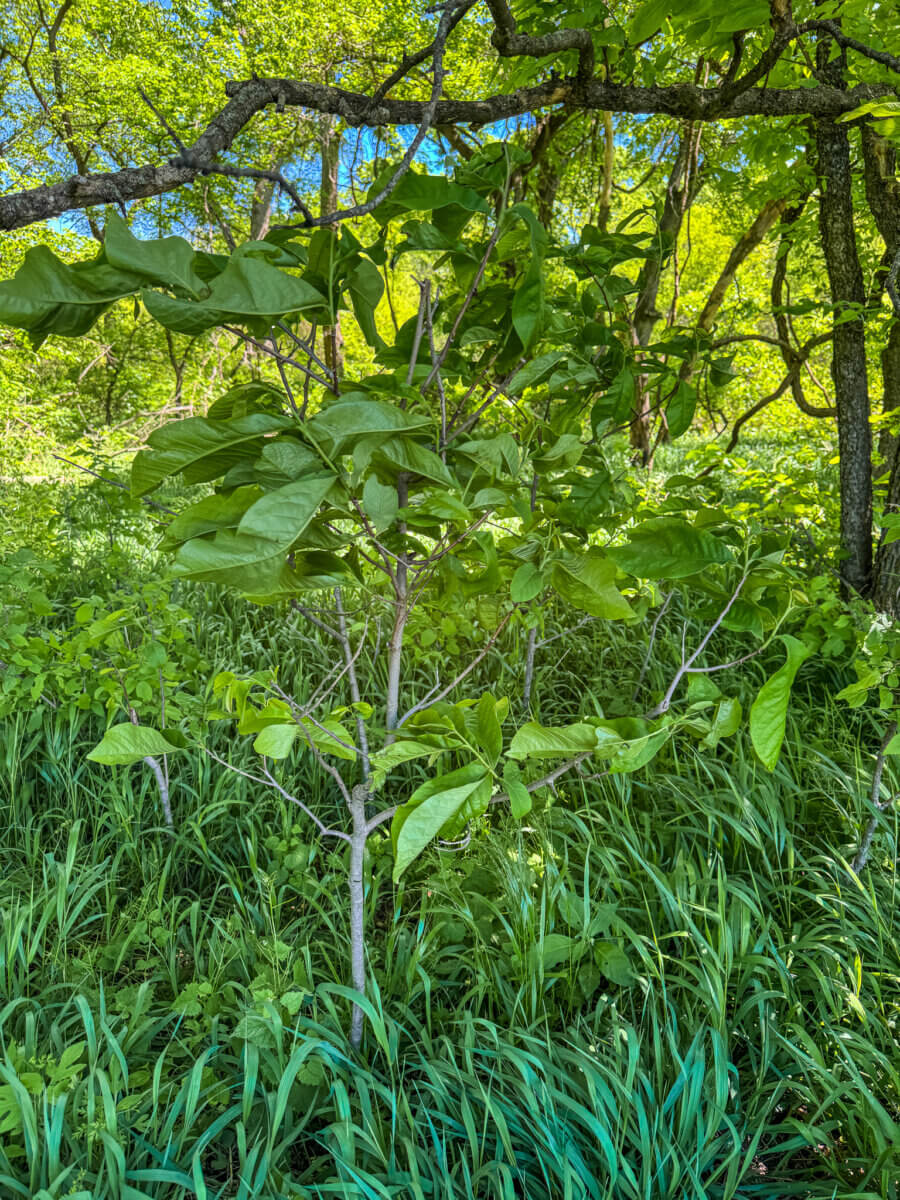 Elk County Kansas Land For Sale - Sundgren Realty
