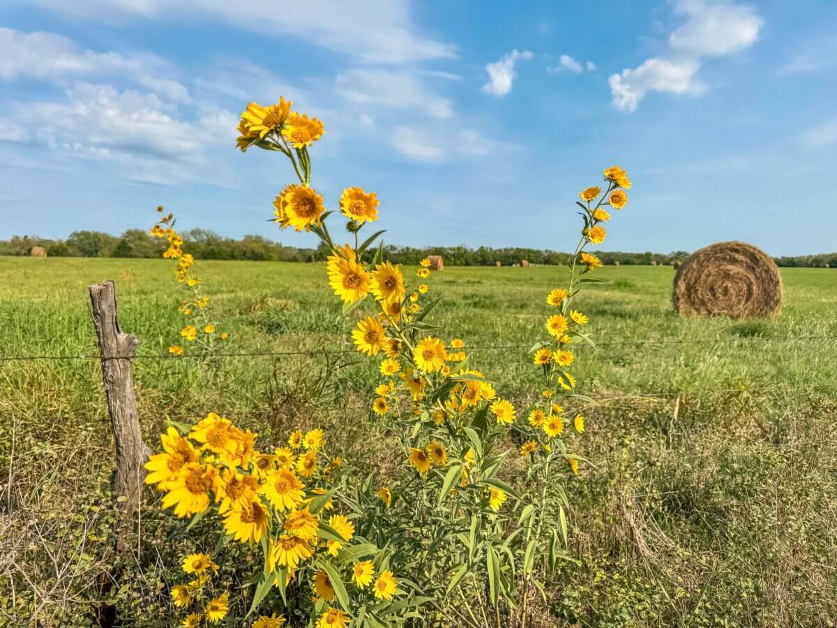 Greenwood County Kansas Land For Sale - Sundgren Realty & Auction